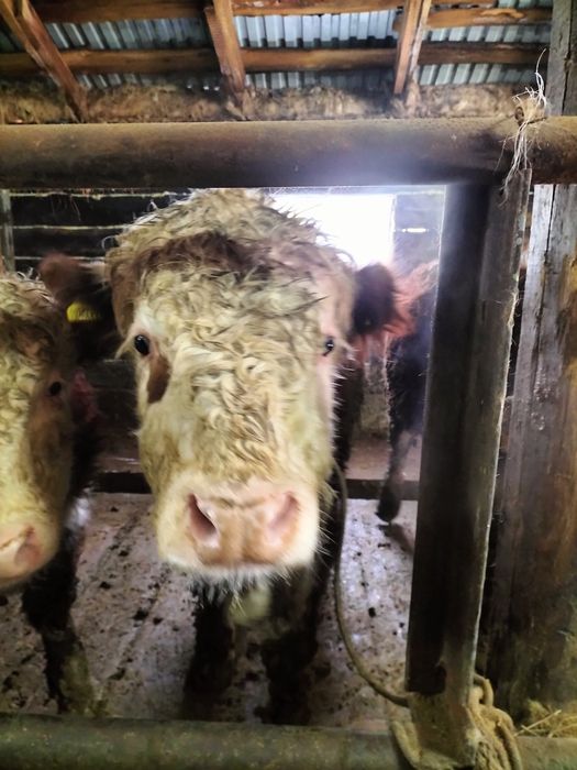 Молодой бычок с откорма на мясо