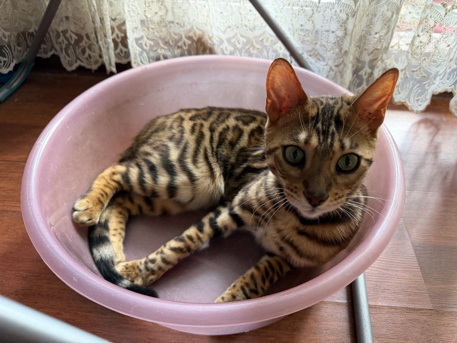 Бенгальский кот чистокровный