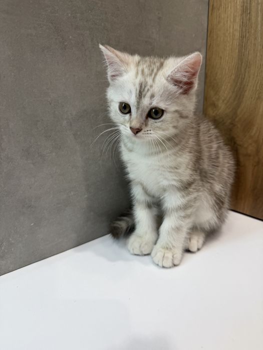 Продам котёнка срочно