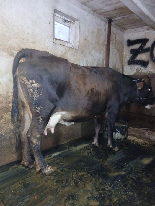 Vând vaca gestanta