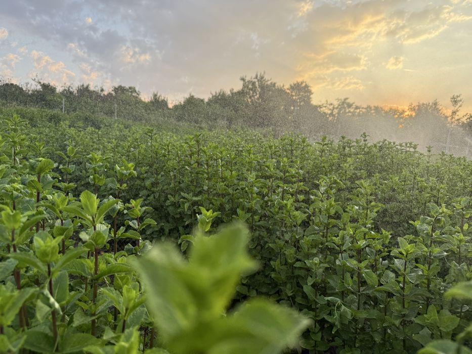 MENTA SOI OLANDEZ FRESH! In curs de certificare bio