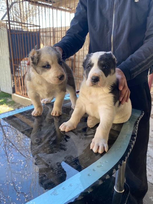 Кушык сатылады.   .