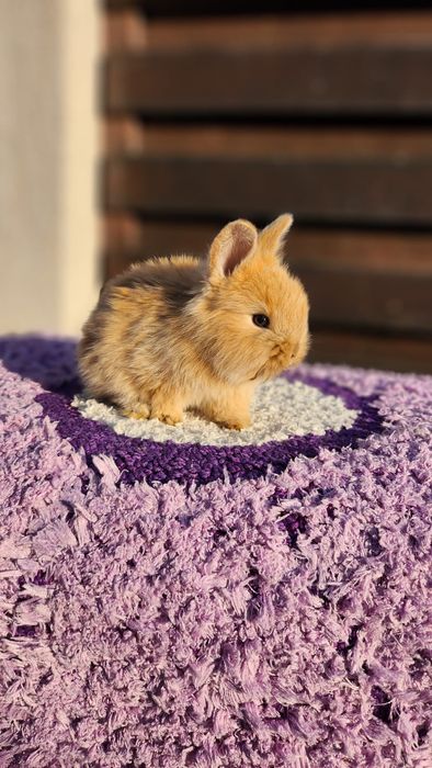 Iepurași de vânzare