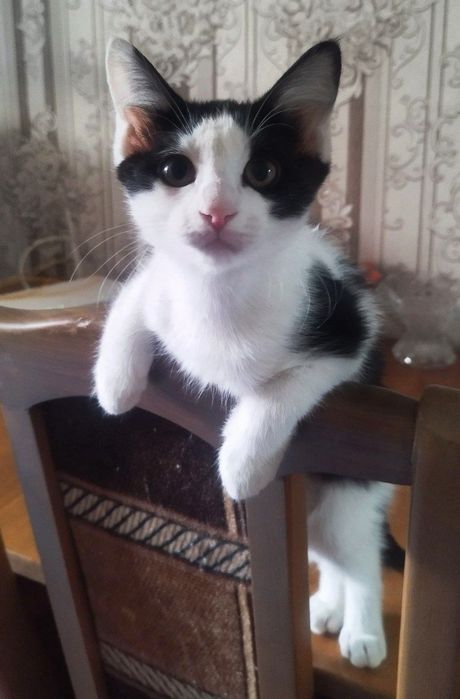 Отдам котят в добрые ручки!!!