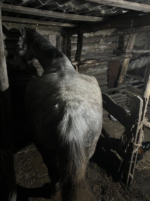 Продам кобылу! 5 лет. Жеребилась тока 1 раз.