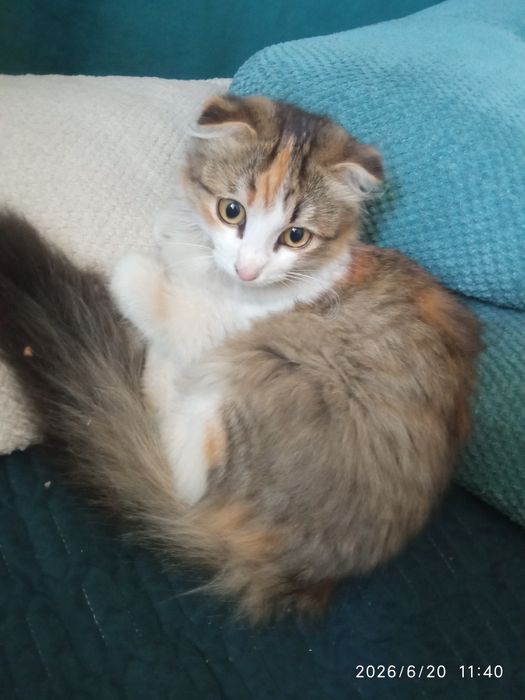 Вислоухий котёнок (девочка)