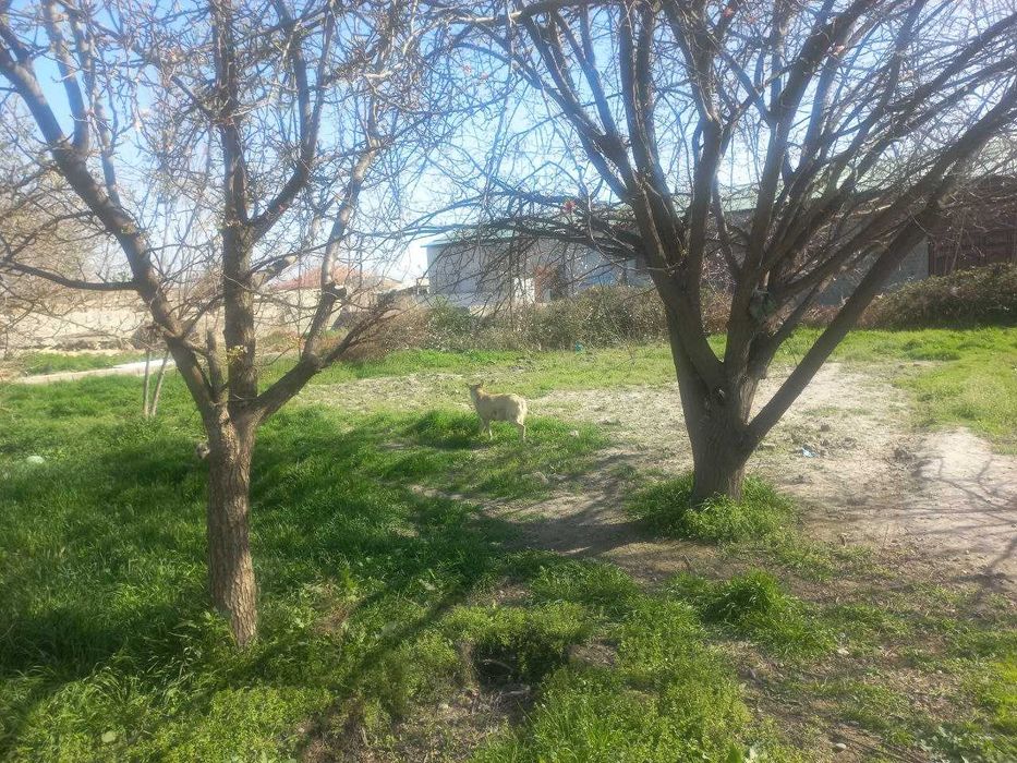 Дом в плем. совхозе (Карасу)