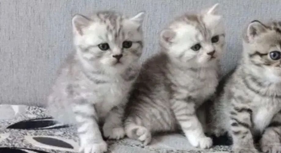 Роскошные Шотландские Ребятишки