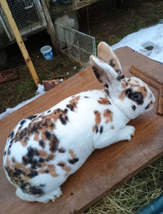 Iepuri de rasa vând iepuri