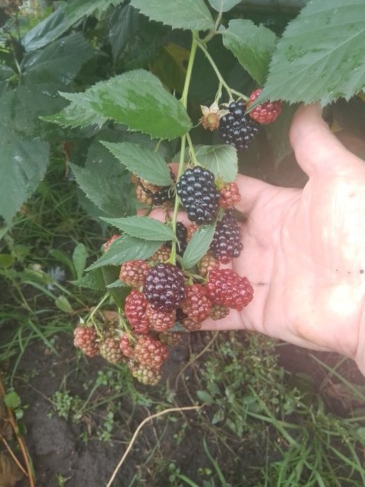 Продам сортовую Ежевику