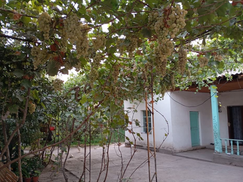 40 сотикли 2 уй сотилади газ свет ичимлики су  бор екин жой 20 сотик