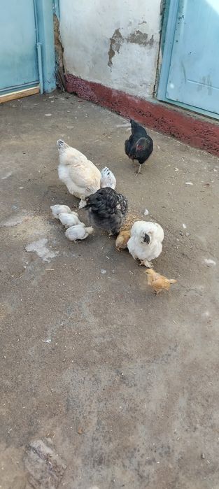 Тауык шожелермен.