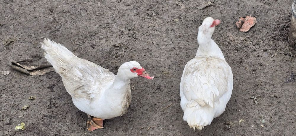 Vând rațe mute și rățoi