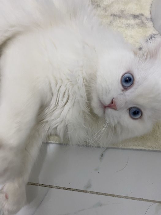 Турецкая ангора и скоттиш фолд.