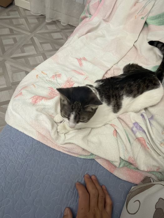 Кошечка зовут Кенди