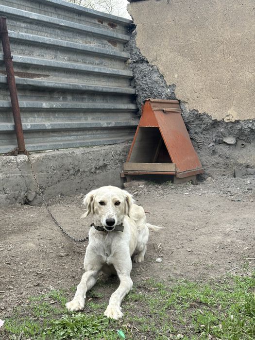 Тазы, 1.5 жас, аңшылыққа