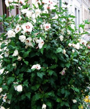 Китайская роза ( Гибискус)