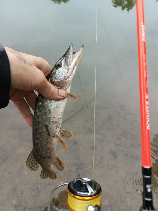 Спиннинг Maximus Pointer X 23Ul.