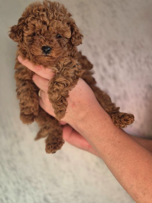 Poodle toy  той пудел