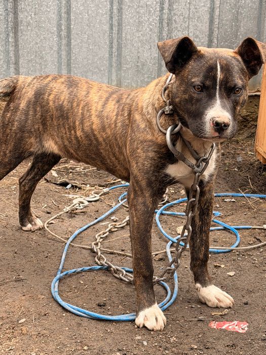 Американский Стаффорд, питбультрер.