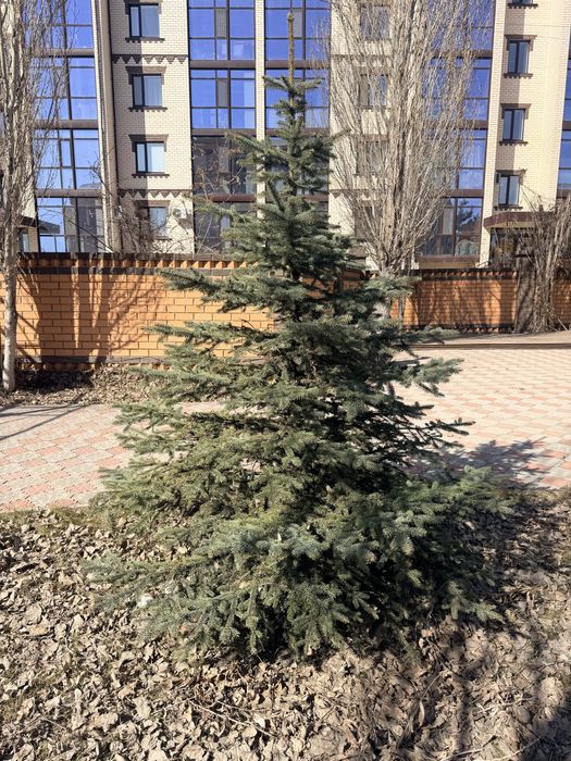 Натуральные Ели разных размеров