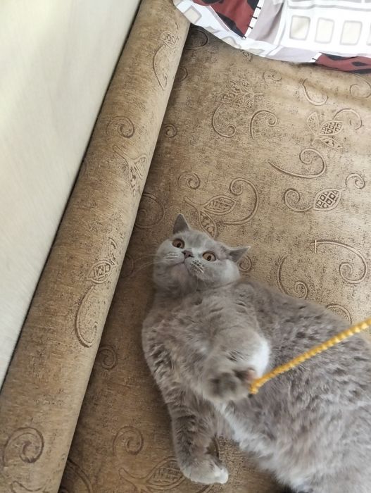 Кошка породистая