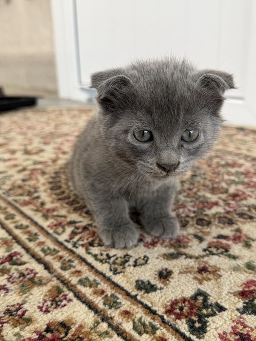 Отдаем котят в добрые руки