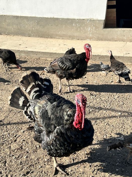 Гибрид туйетауықтар