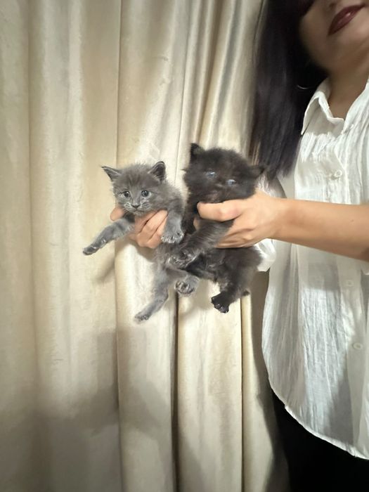 Котенки бесплатно