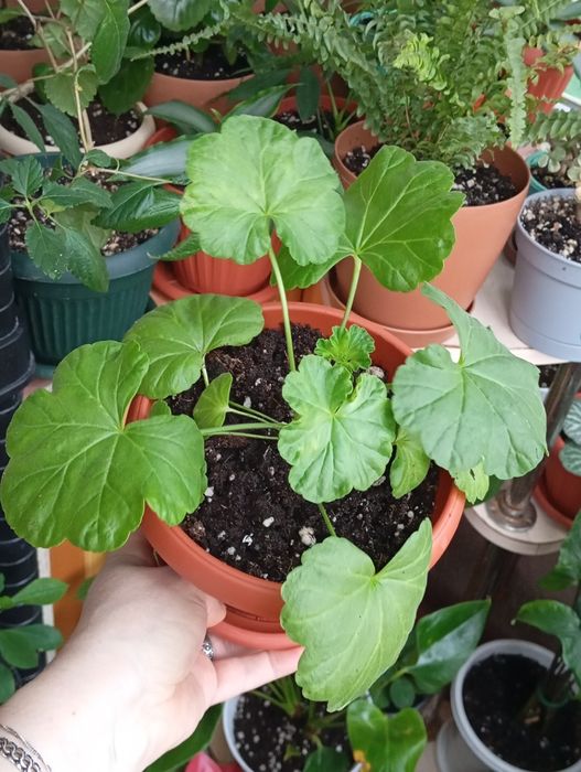 Каждый по 2500 тенге