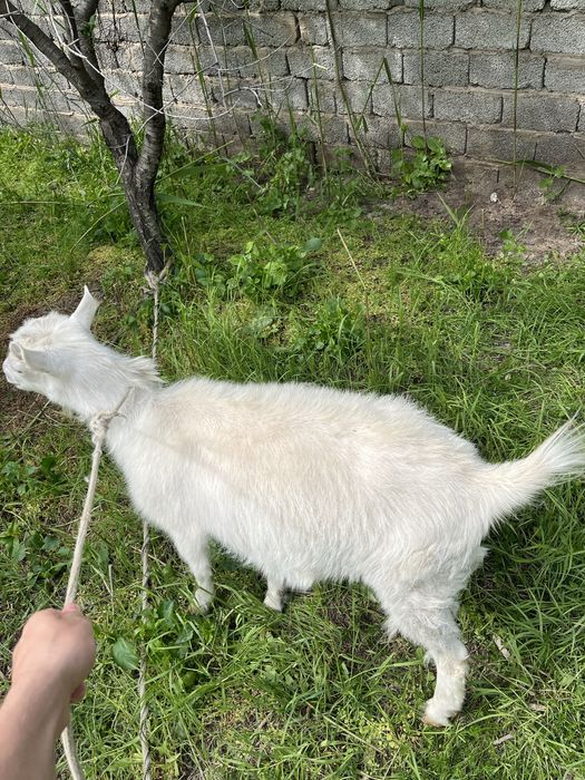 Продам Козу Порода Заненская