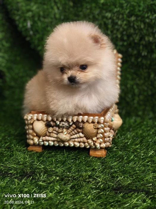 Продам щенков шпица.