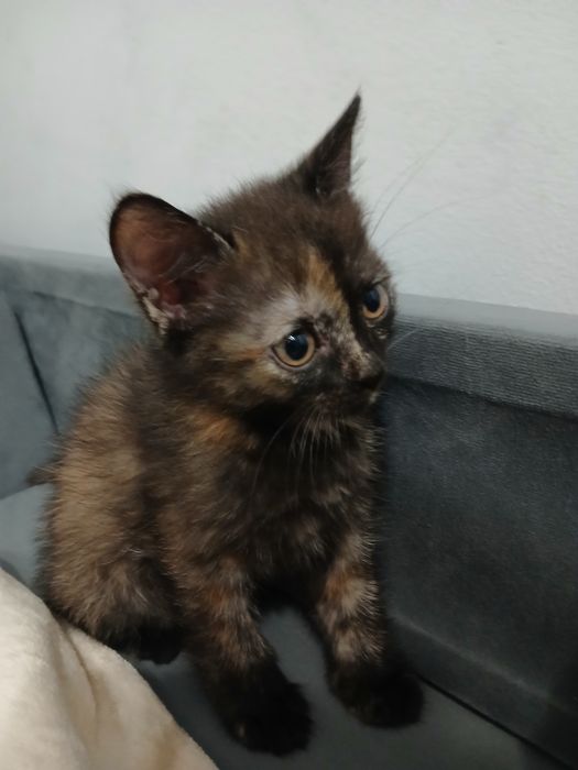 Отдам котёнка в добрые руки