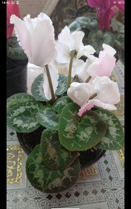 Долларовое,цикламен,женское счастье!