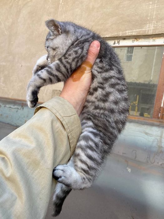 Серебристый шиншилла мушукча сотилади