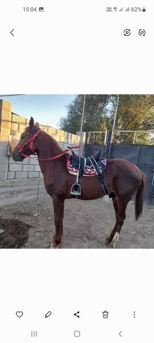 Ат сатылады срочна