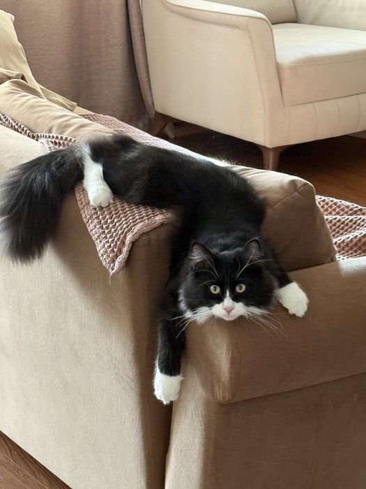 Ищем семью коту