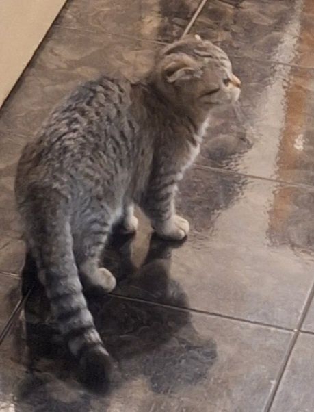 Женско Коте Таби