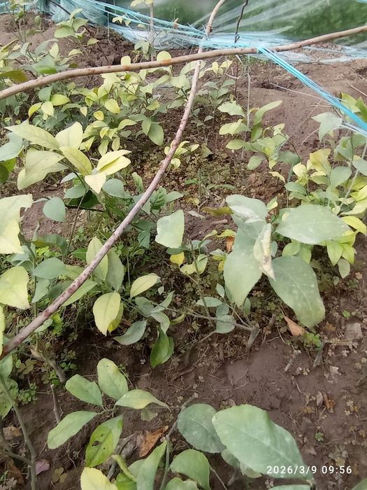 Лимон кучатлар бор 3 йиллик