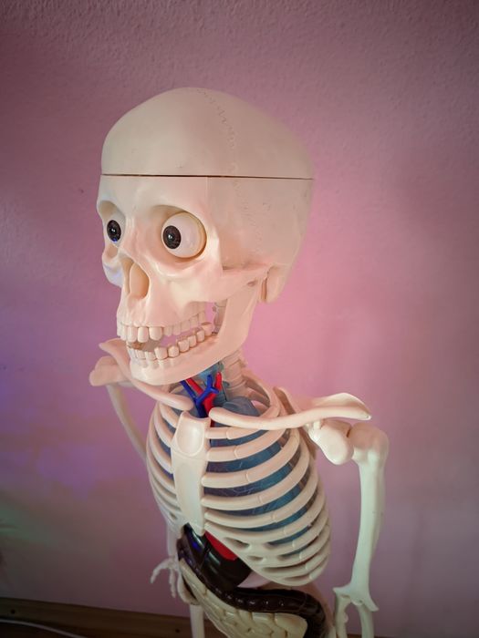 corpul uman schelet +set reviste integral