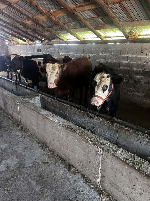 Vând 8 vitei la kg 20 lei