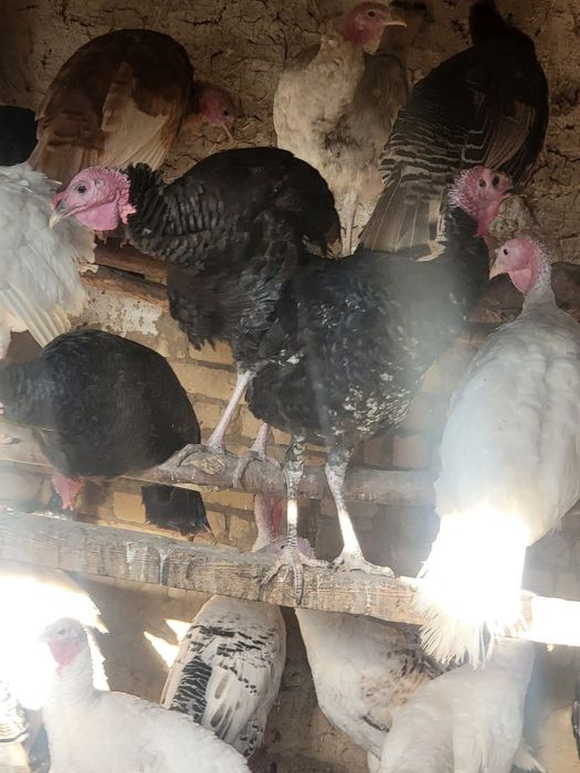 Индюки от 1 года до 7 месяцев