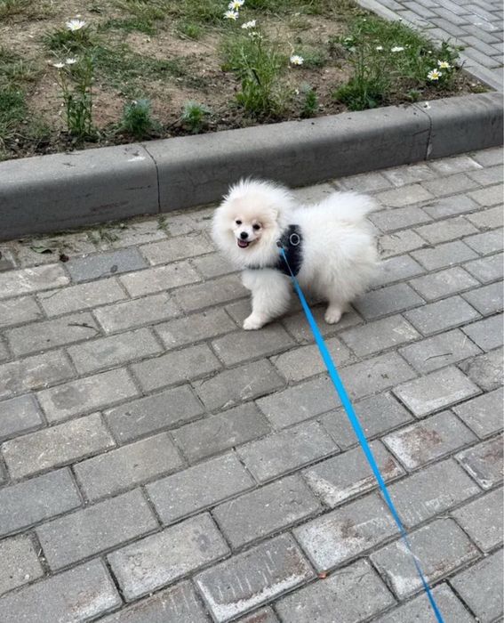 Шпиц малыш в хорошие руки