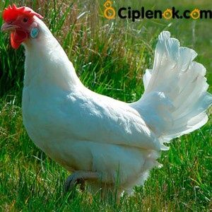 Продам кур несушек