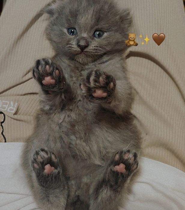 Mushukcha redol onasi shatlanski  qiz mushul