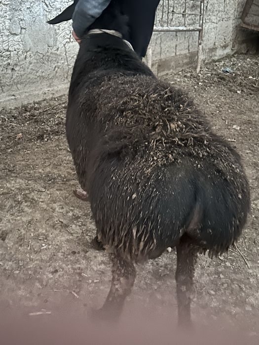 Kami bor  kichkinaro qoylaram bor kere bosa tel qlorasilar