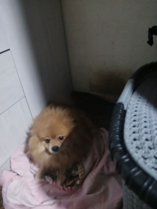 Продаются пара померанцев