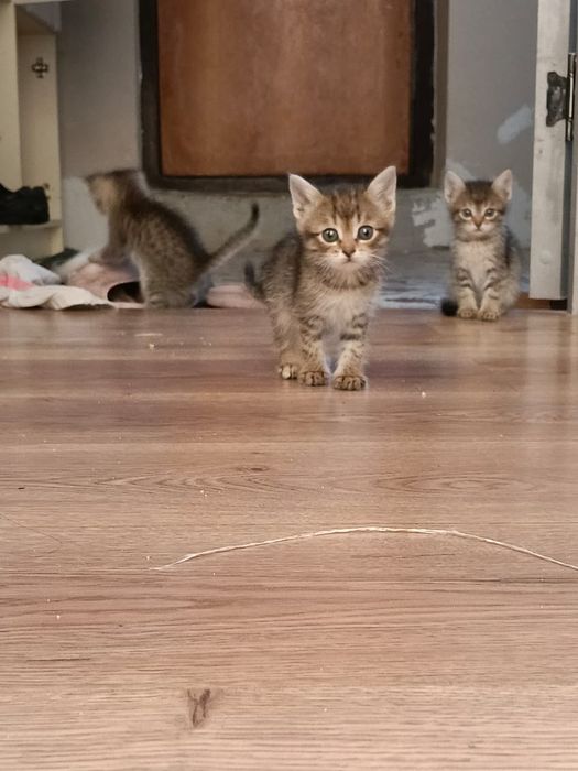 Котята  мысыктар