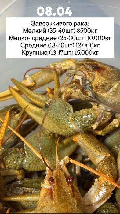 Раки живые и Варёные доставка