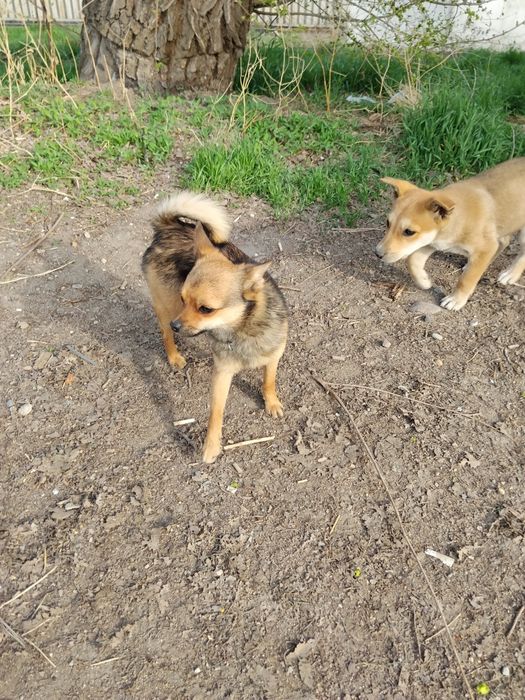 Бесплатно отдам щенят